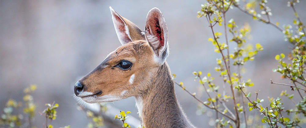 Bushbuck