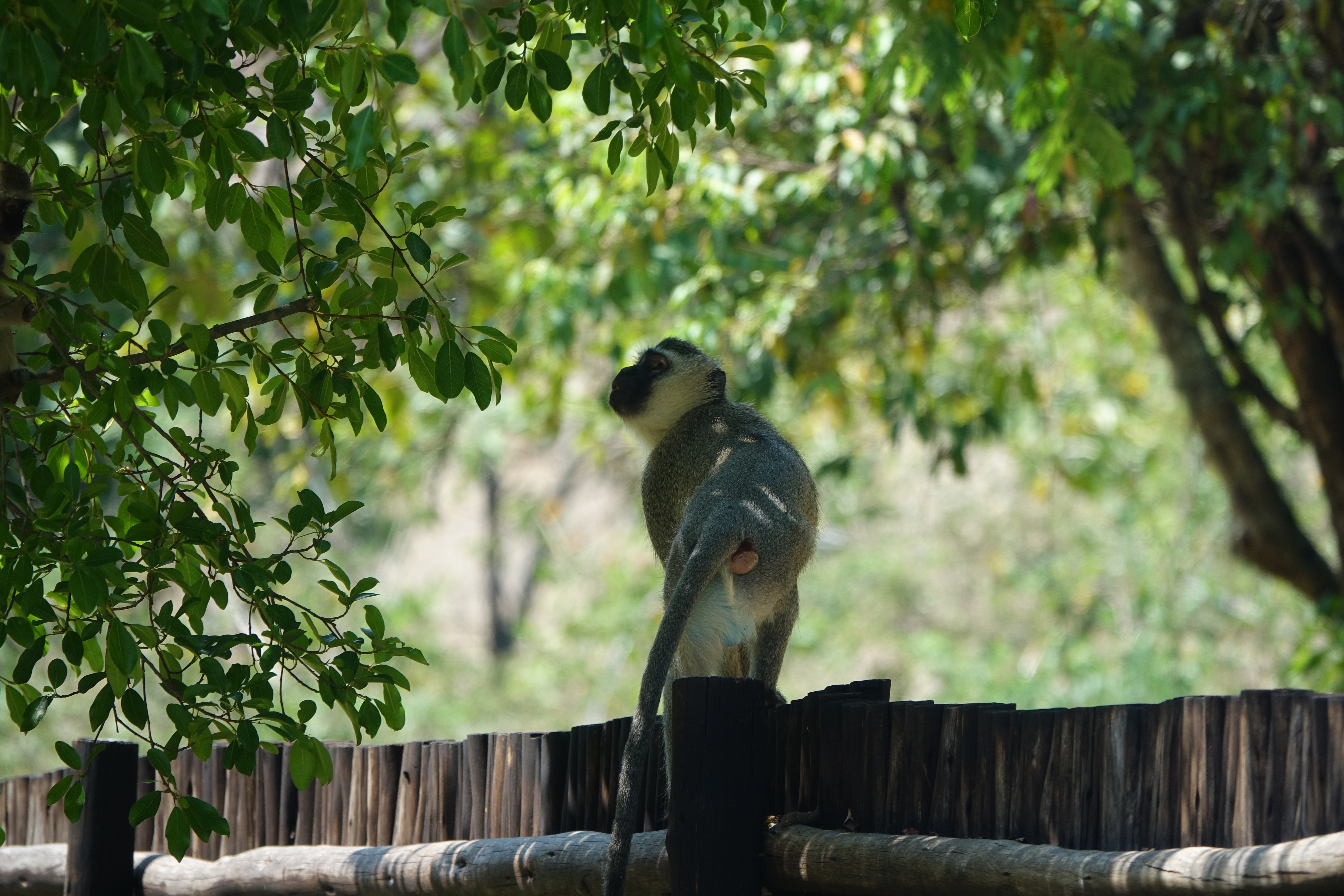 3 baboons sitting together on the Ekukhanyeni retreat grounds